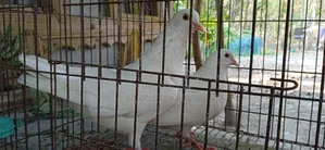 Running Chuinna Male Pigeon
