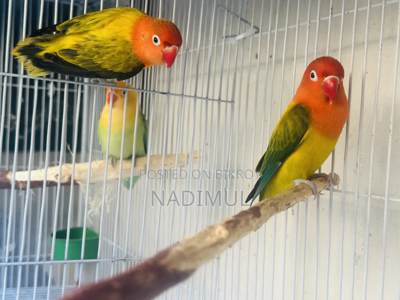 Green Ewing Opaline Breeding Pair With DNA