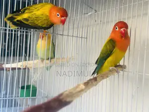 Green Ewing Opaline Breeding Pair With DNA