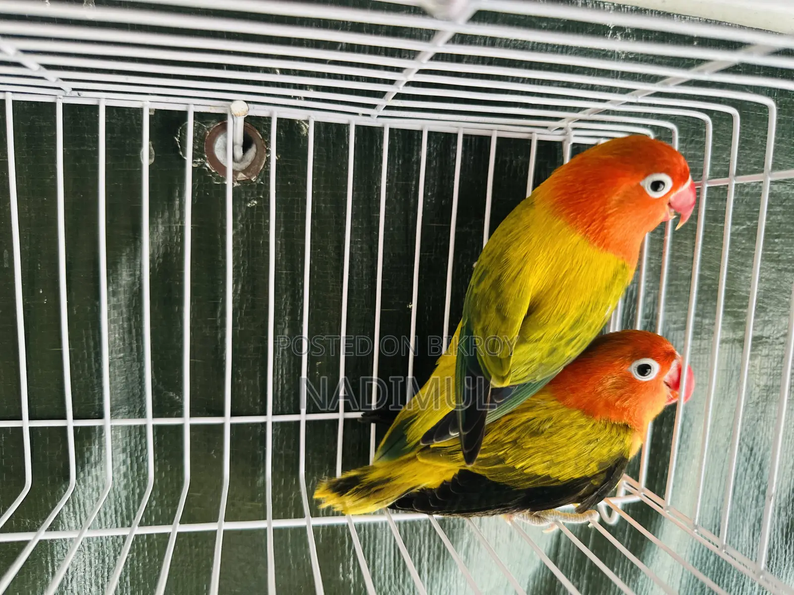 Green Ewing Opaline Breeding Pair With DNA