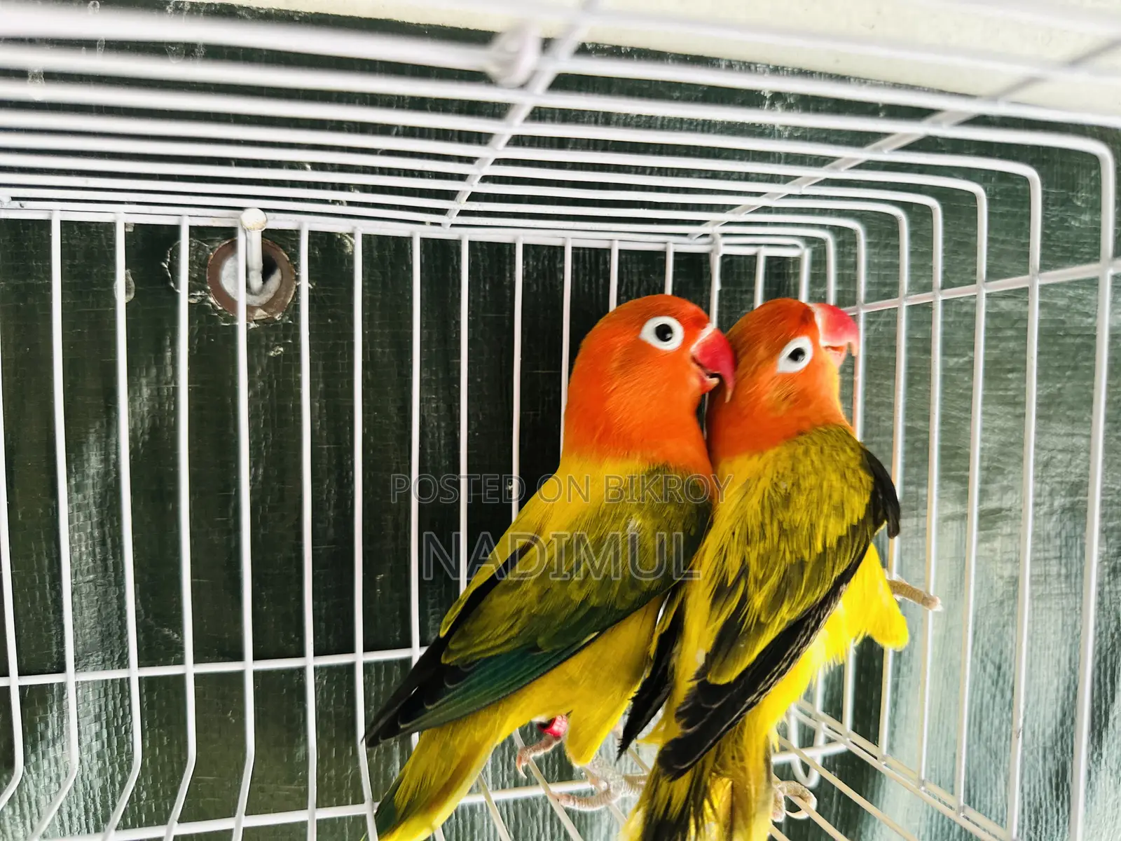 Green Ewing Opaline Breeding Pair With DNA