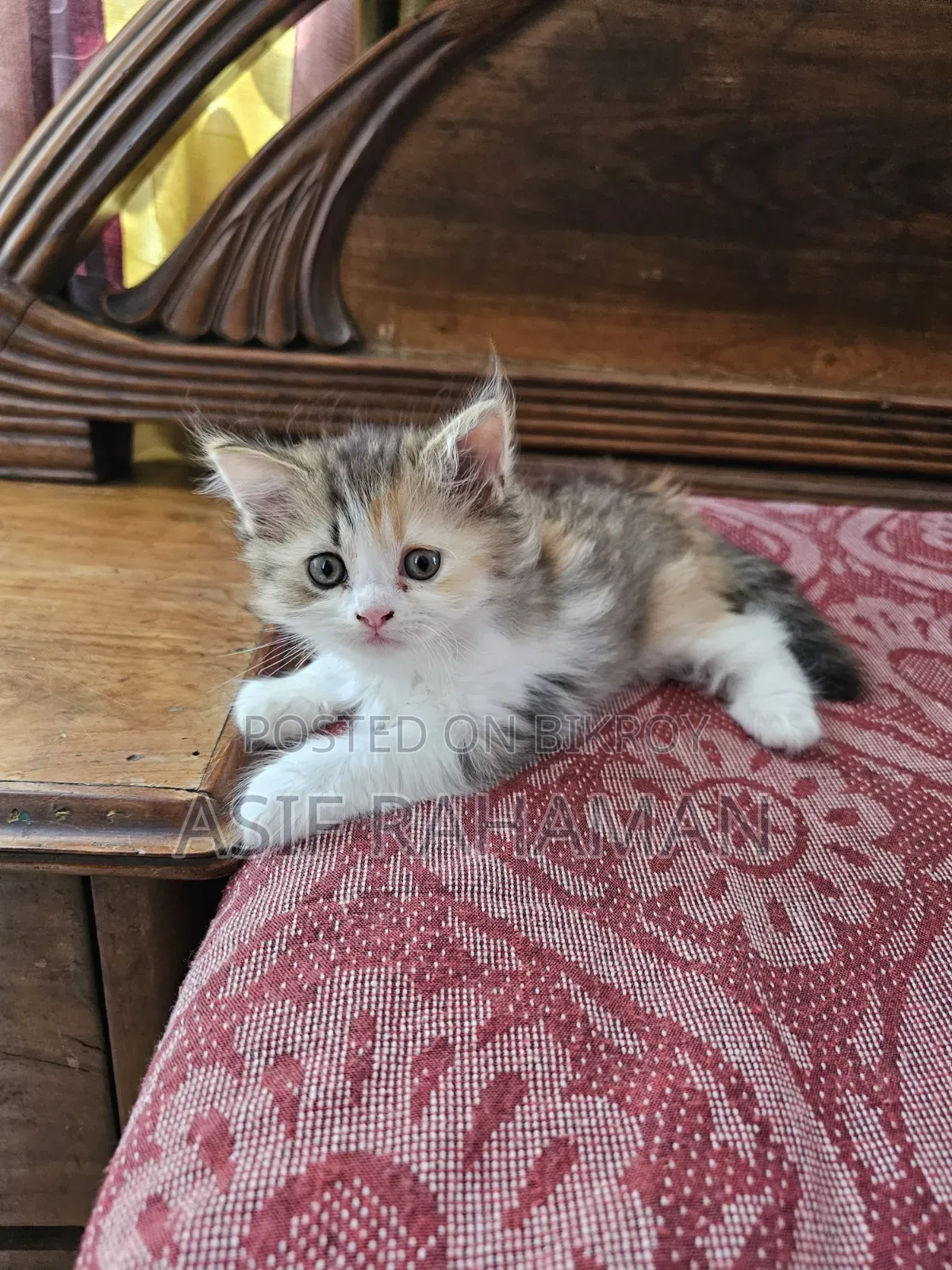 1-3 months Female Purebred Persian