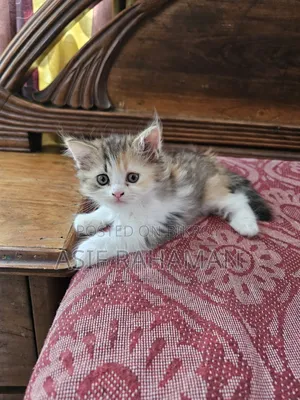 1-3 months Female Purebred Persian