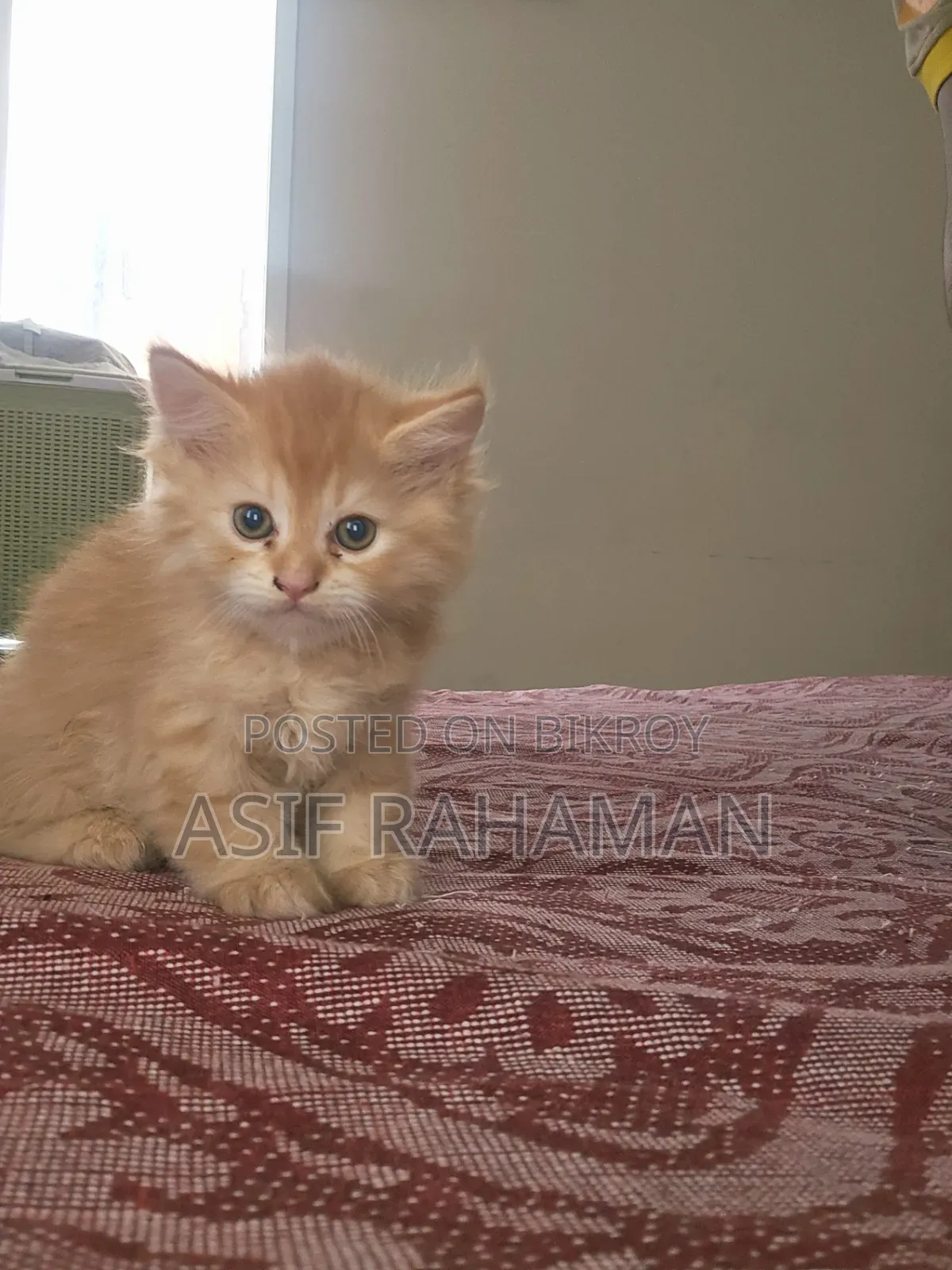 1-3 months Female Purebred Persian