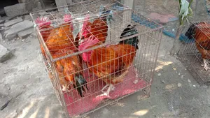 Brahma, Fayoumi, and Tiger roosters and hens for sale.
