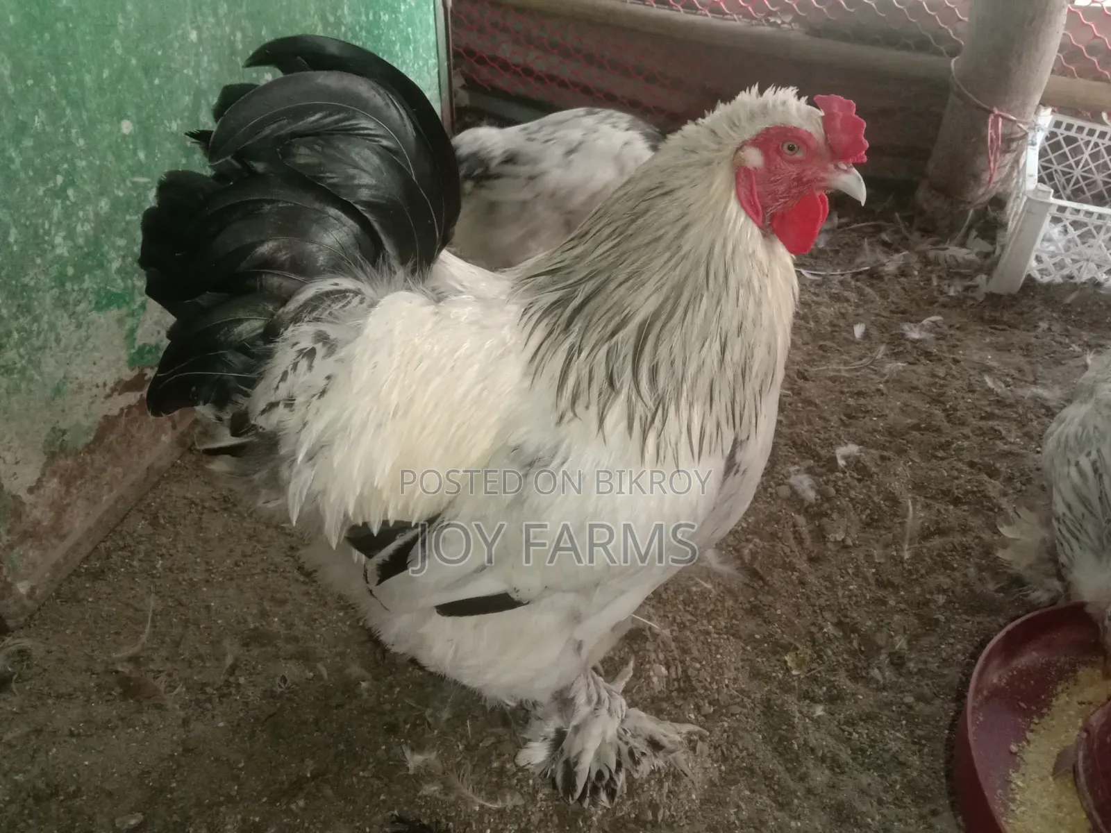 Brahma, Fayoumi, and Tiger roosters and hens for sale.