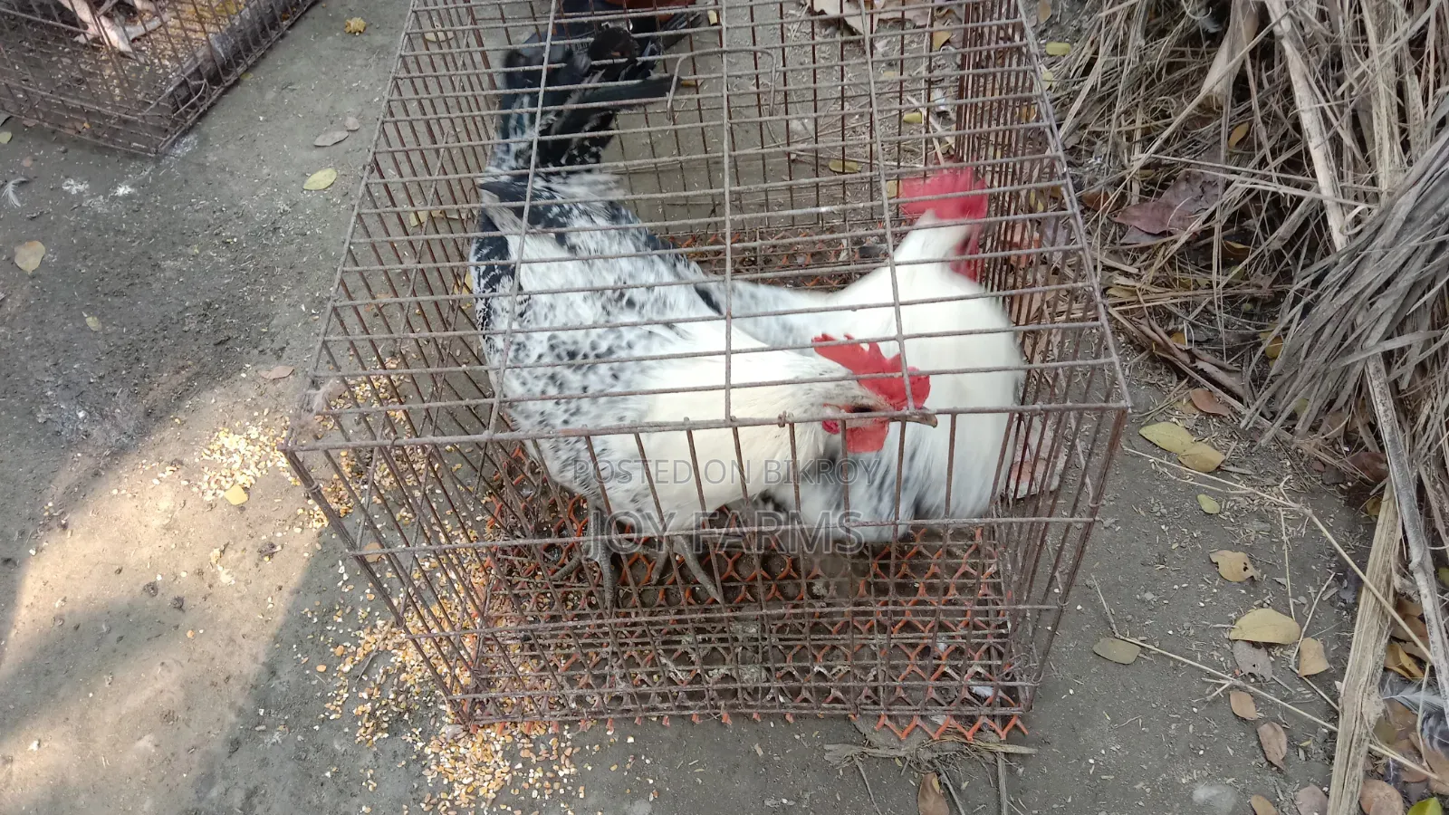 Brahma, Fayoumi, and Tiger roosters and hens for sale.