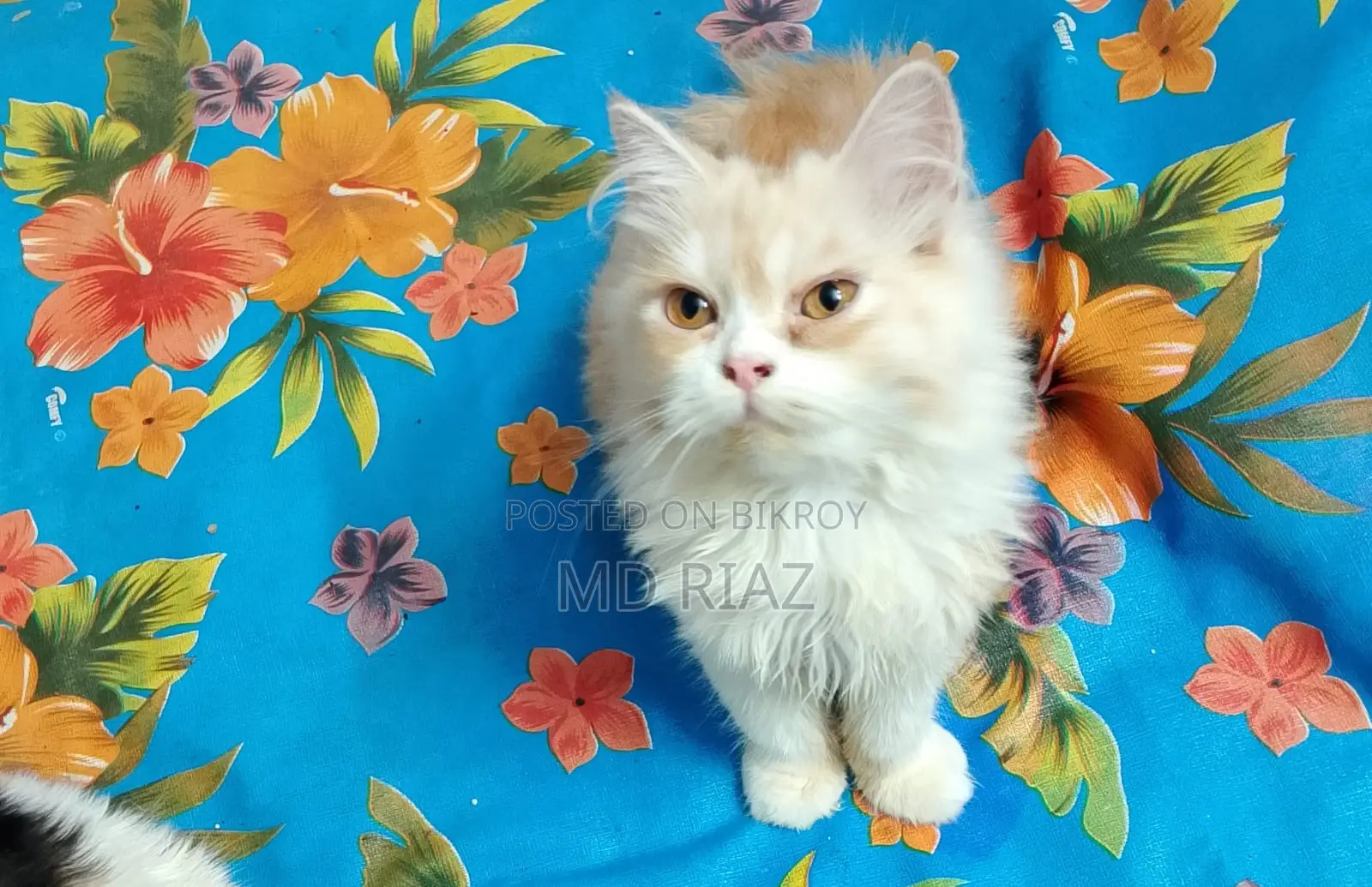 6-12 months Female Purebred Persian