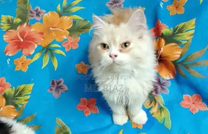 6-12 months Female Purebred Persian