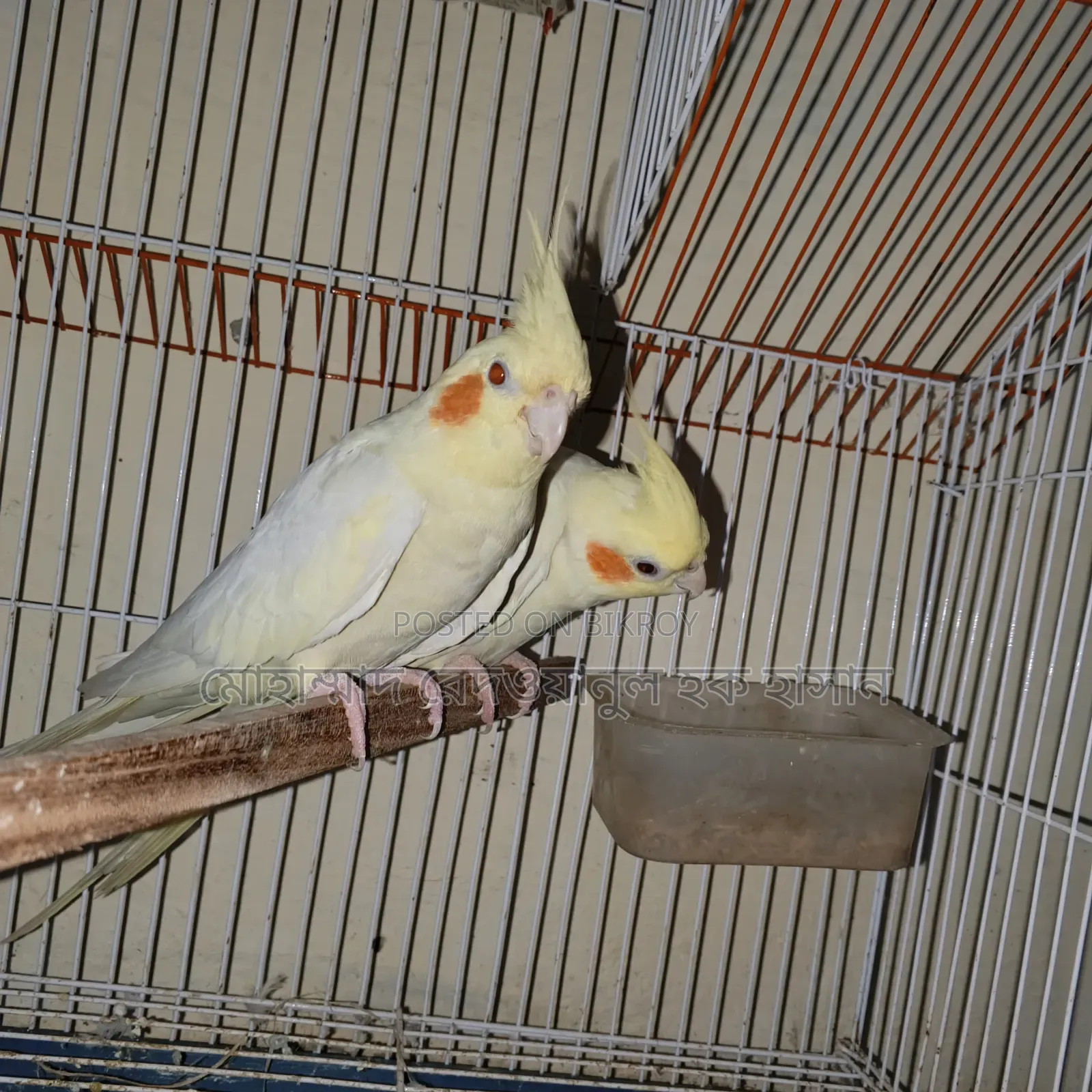 Cockatiel Bird