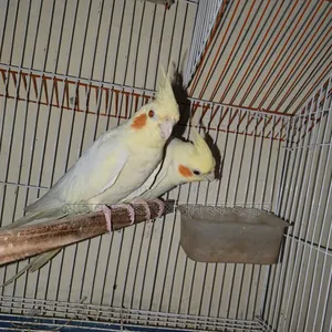 Cockatiel Bird