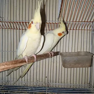 Cockatiel Bird