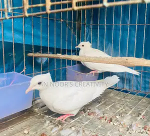 White Chital Dove