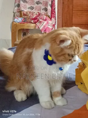 6-12 months Male Purebred Persian