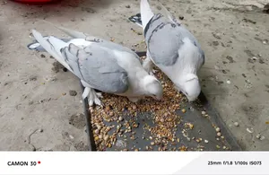 Beautiful Pair of Satin Pigeons