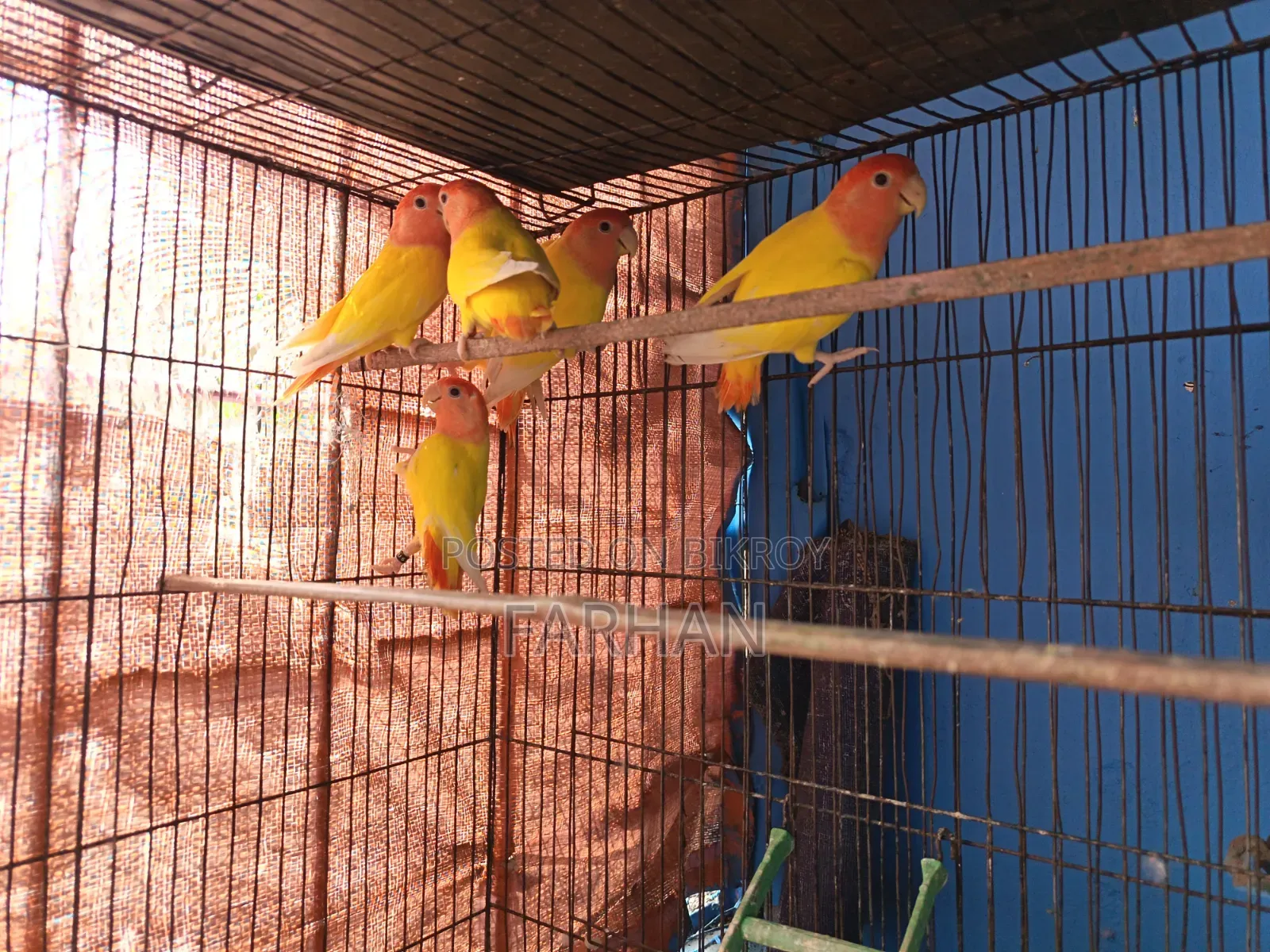 Adult Lutino Opaline Love Bird Pair (5 Pieces Available)