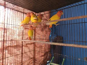Adult Lutino Opaline Love Bird Pair (5 Pieces Available)