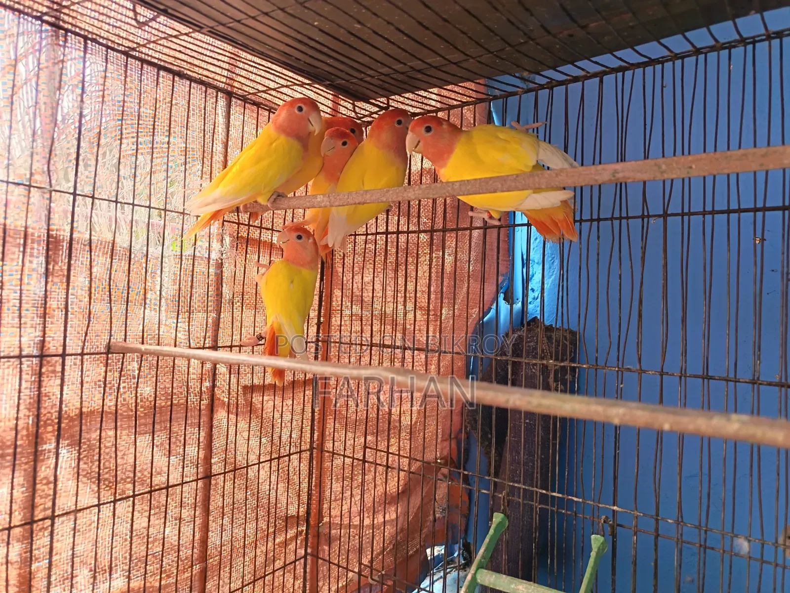Adult Lutino Opaline Love Bird Pair (5 Pieces Available)