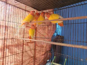 Adult Lutino Opaline Love Bird Pair (5 Pieces Available)