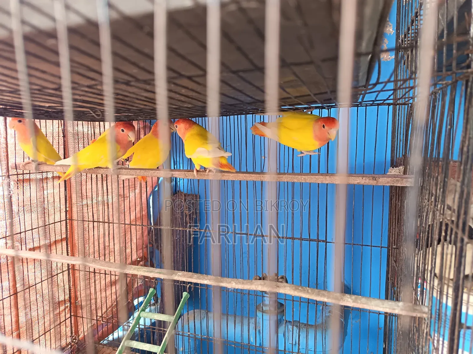 Adult Lutino Opaline Love Bird Pair (5 Pieces Available)