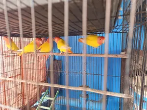 Adult Lutino Opaline Love Bird Pair (5 Pieces Available)
