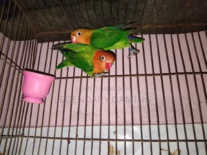 Green Opaline