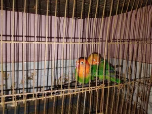 Green Opaline
