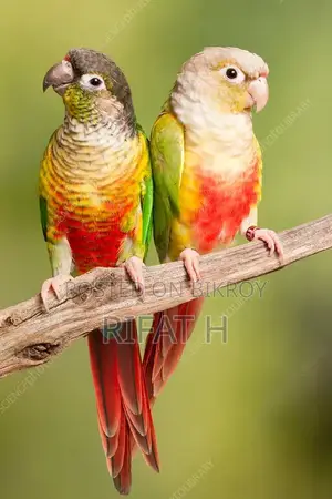 Conure Bird 10 Thousand Tk