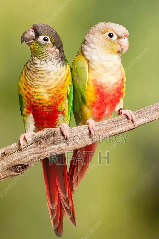 Conure Bird 10 Thousand Tk