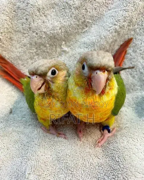 Conure Bird 10 Thousand Tk