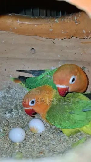 If anyone wants to take this running pair of lovebirds, please inbox.