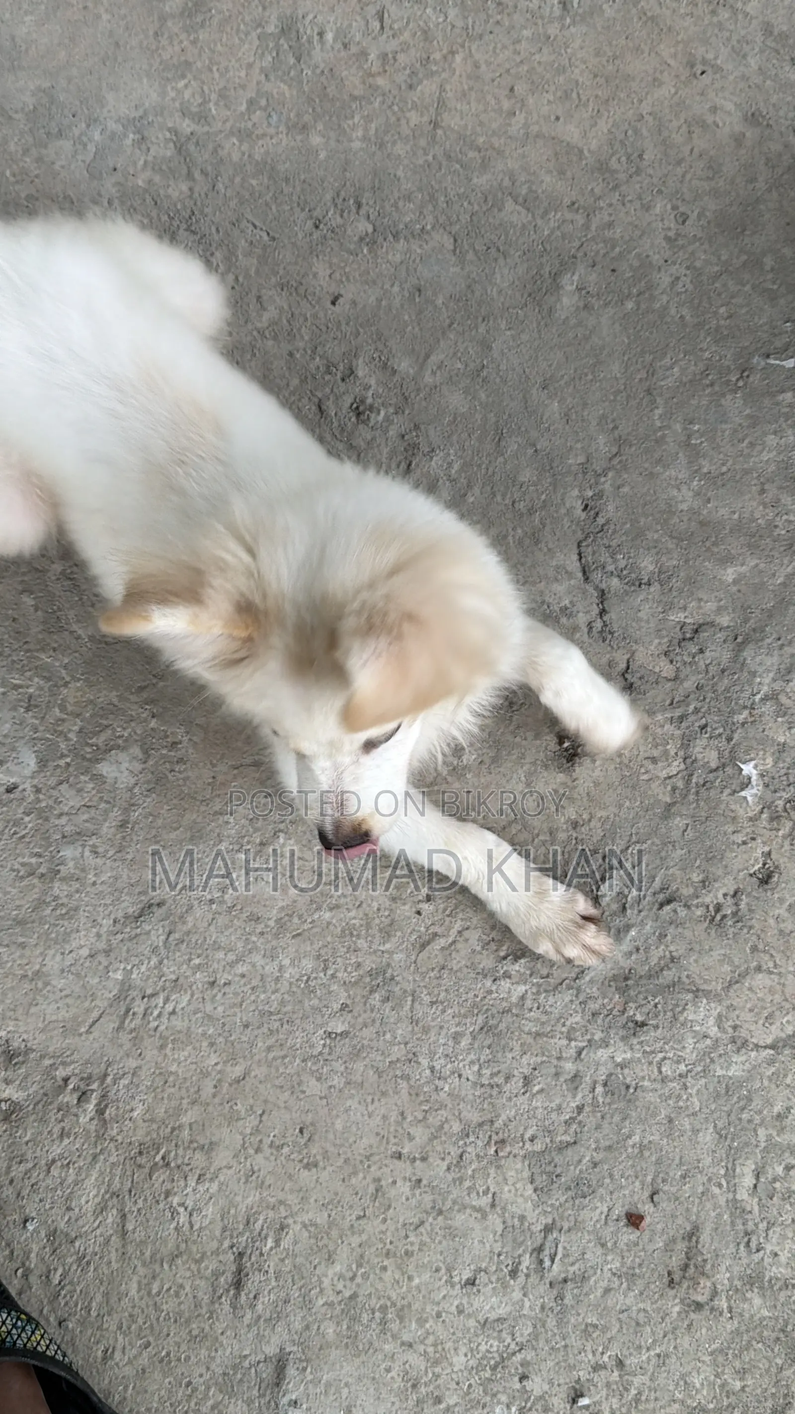 1-3 Months Female Purebred Lhasa Apso