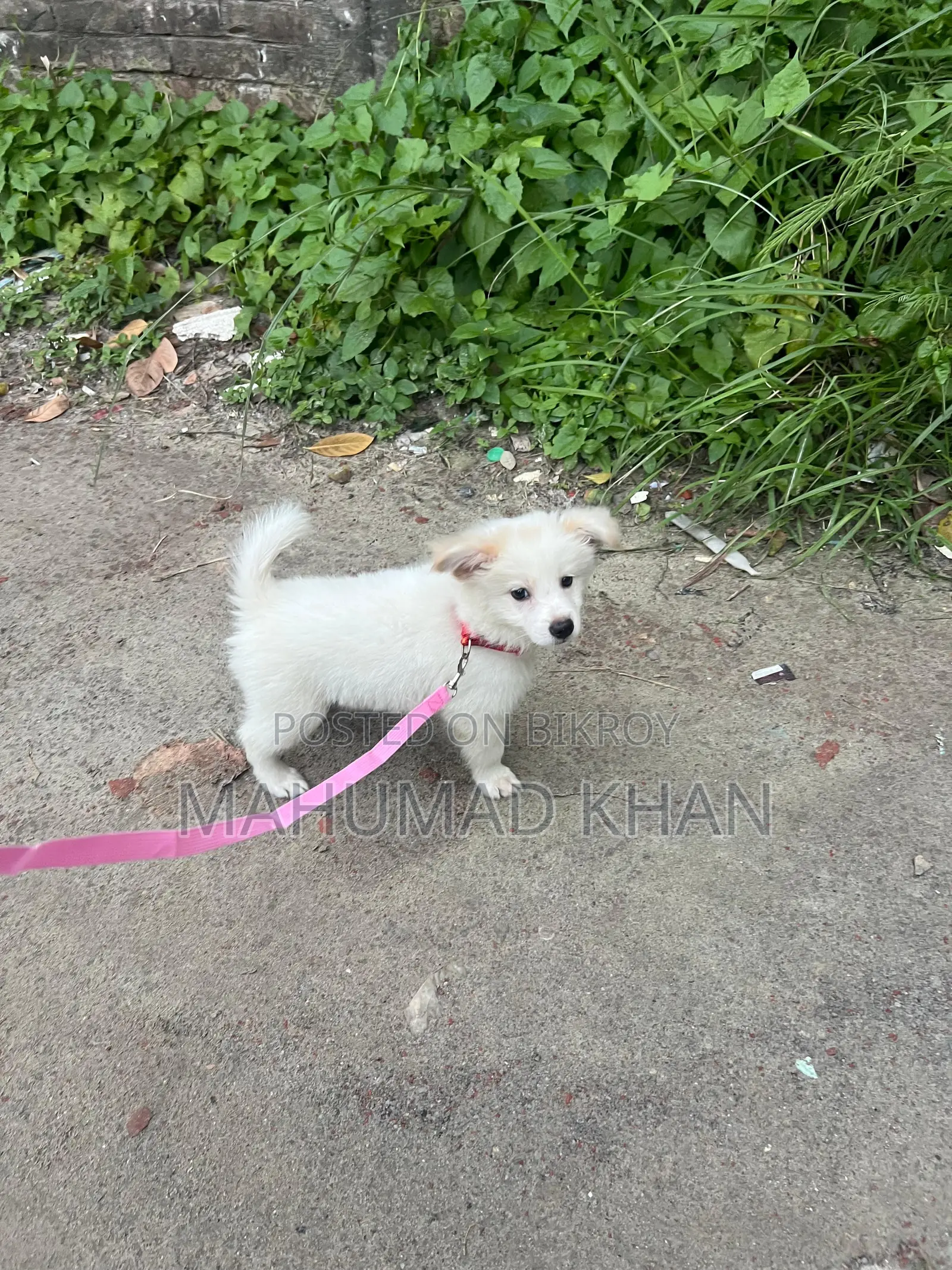 1-3 Months Female Purebred Lhasa Apso