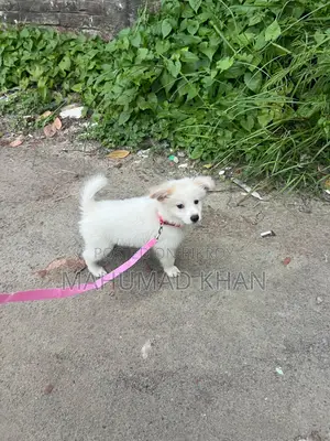 1-3 Months Female Purebred Lhasa Apso