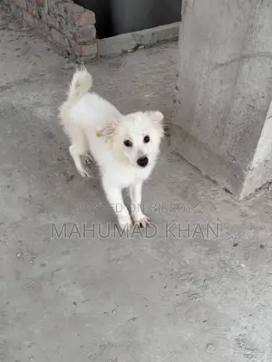 1-3 Months Female Purebred Lhasa Apso