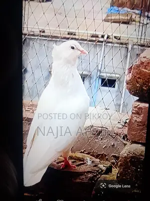 Pigeon Sell