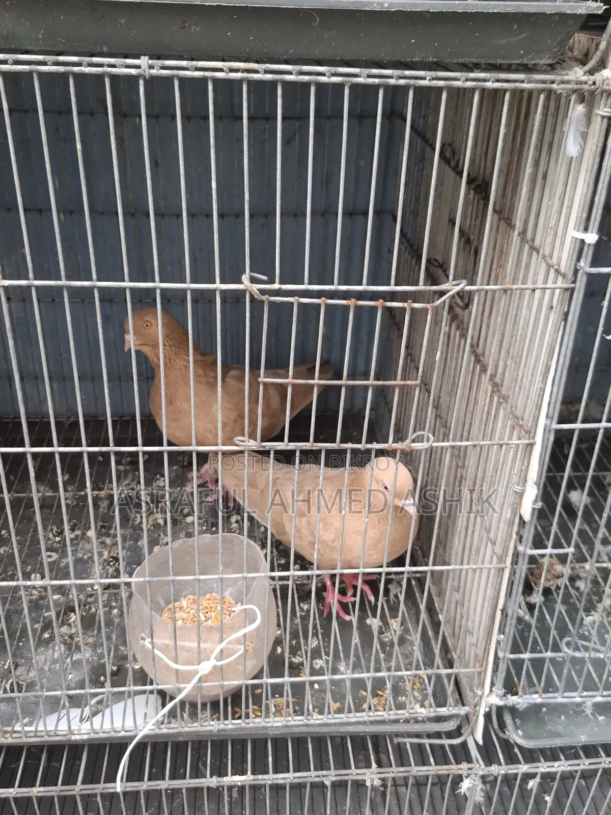Pigeons for sale