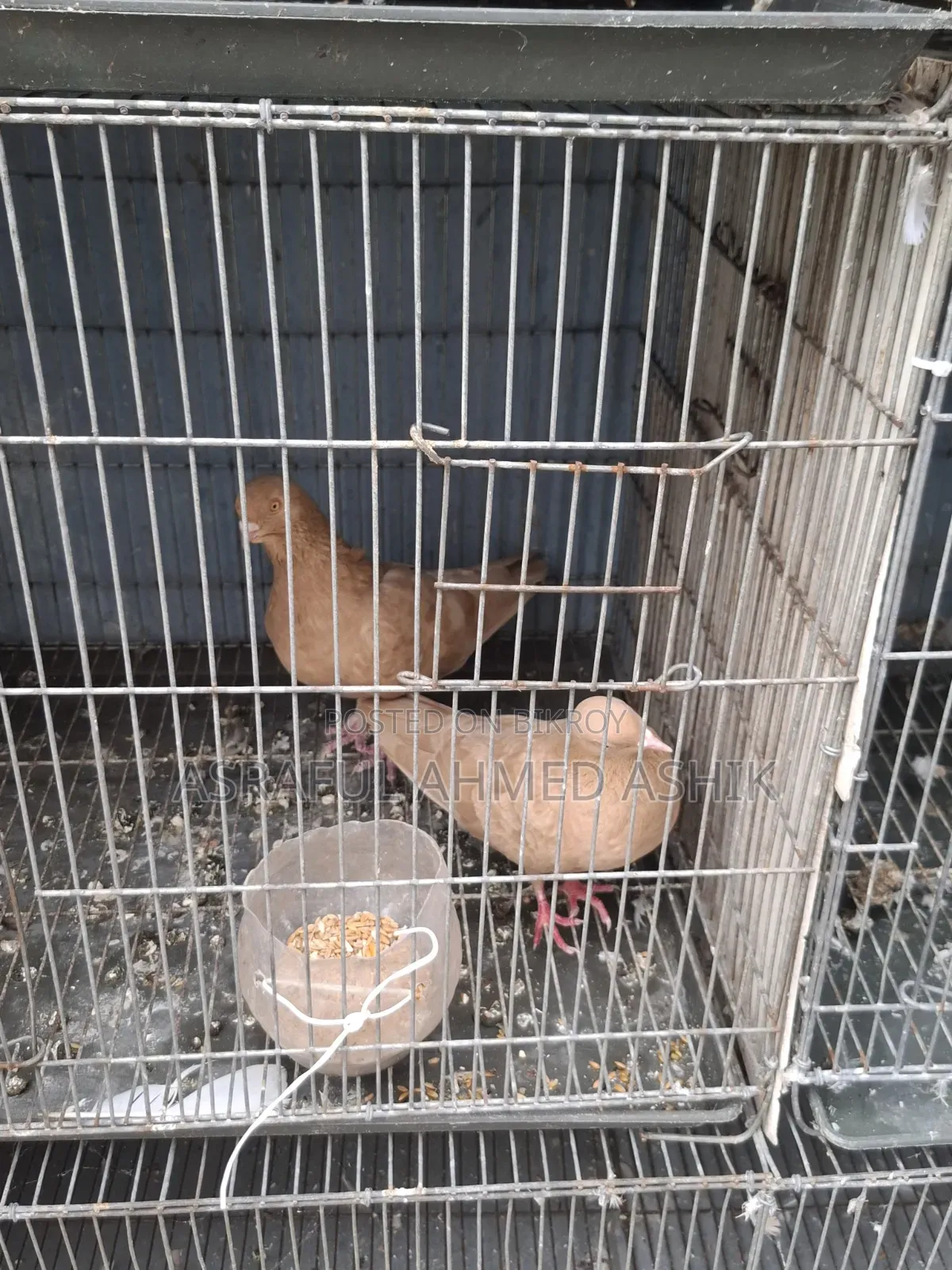 Pigeons for sale