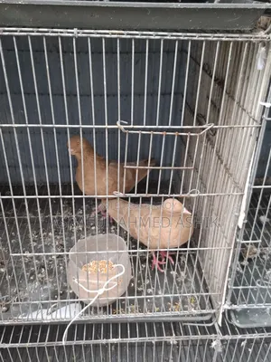 Pigeons for sale
