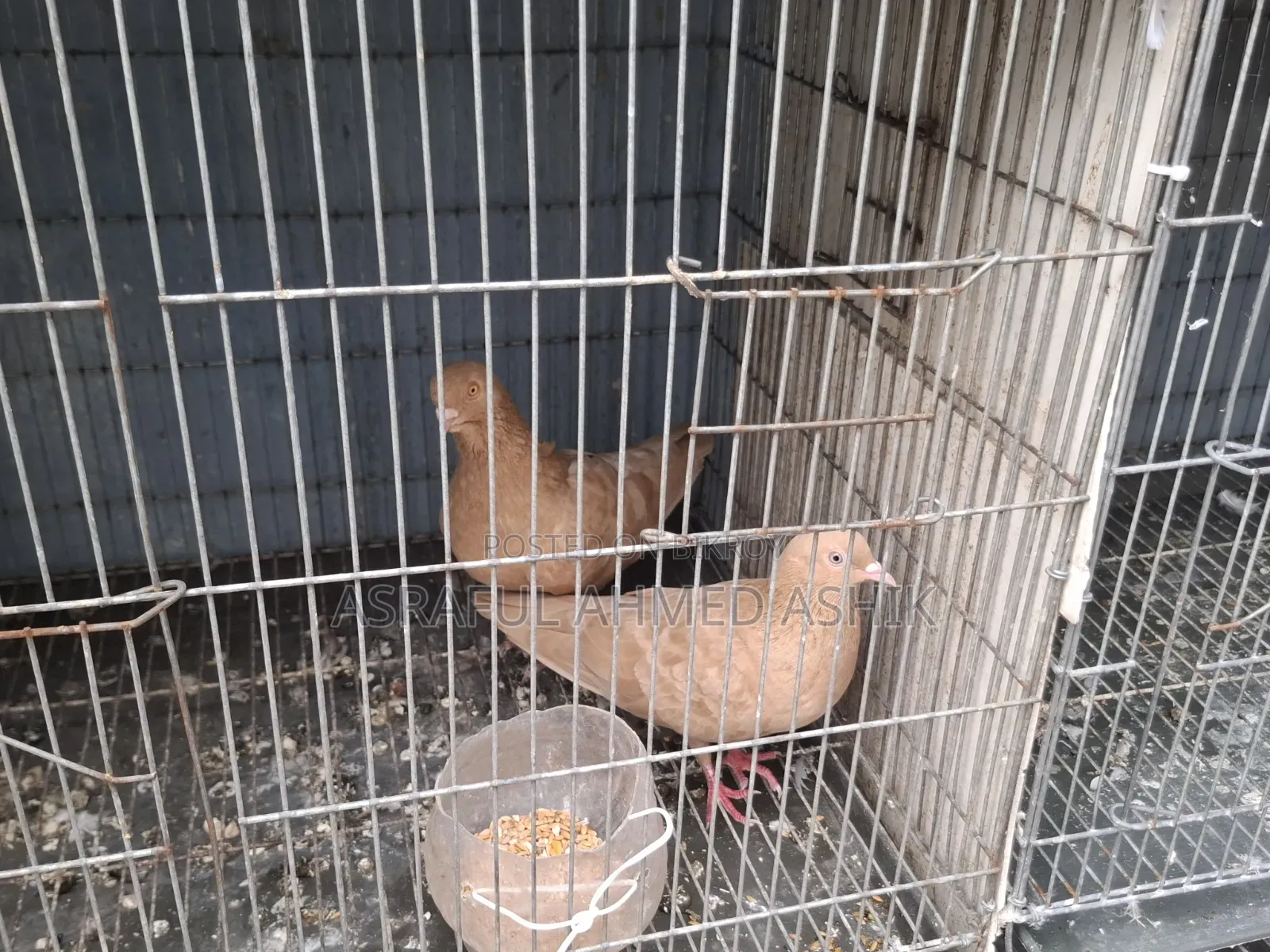 Pigeons for sale