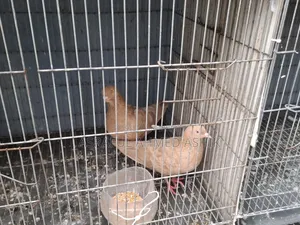 Pigeons for sale