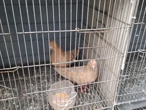Pigeons for sale