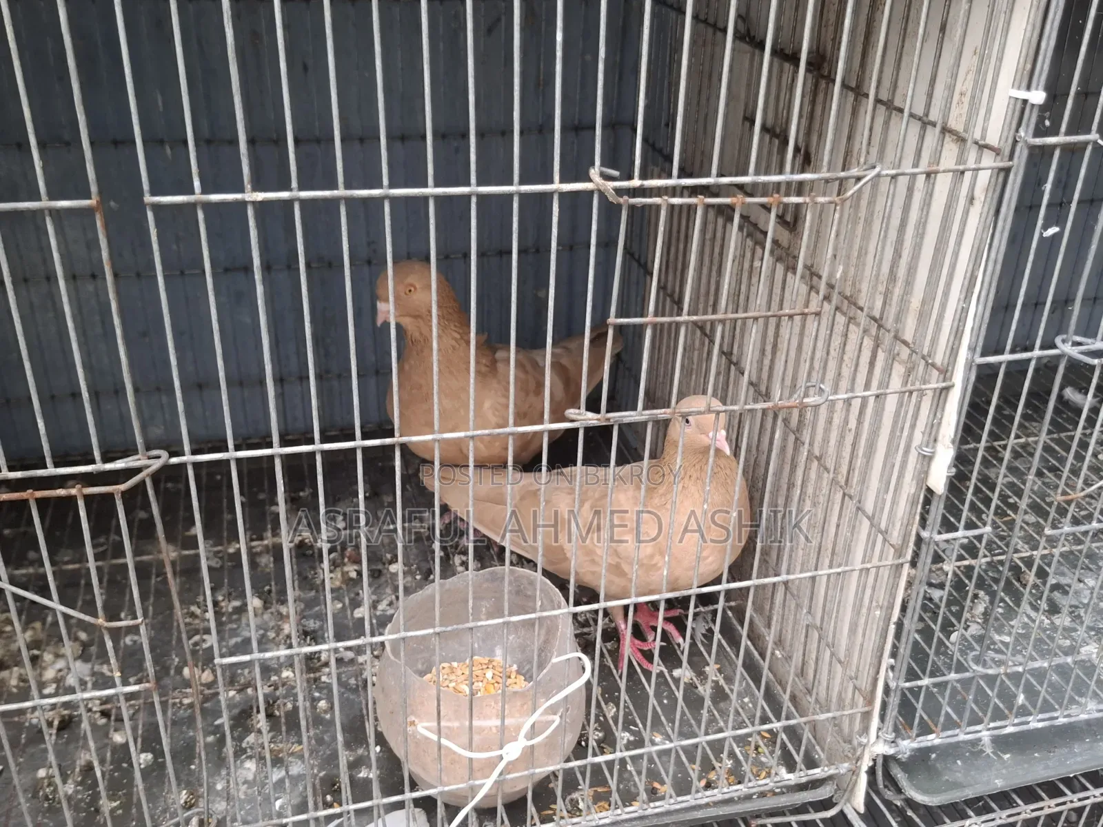 Pigeons for sale