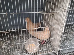 Pigeons for sale