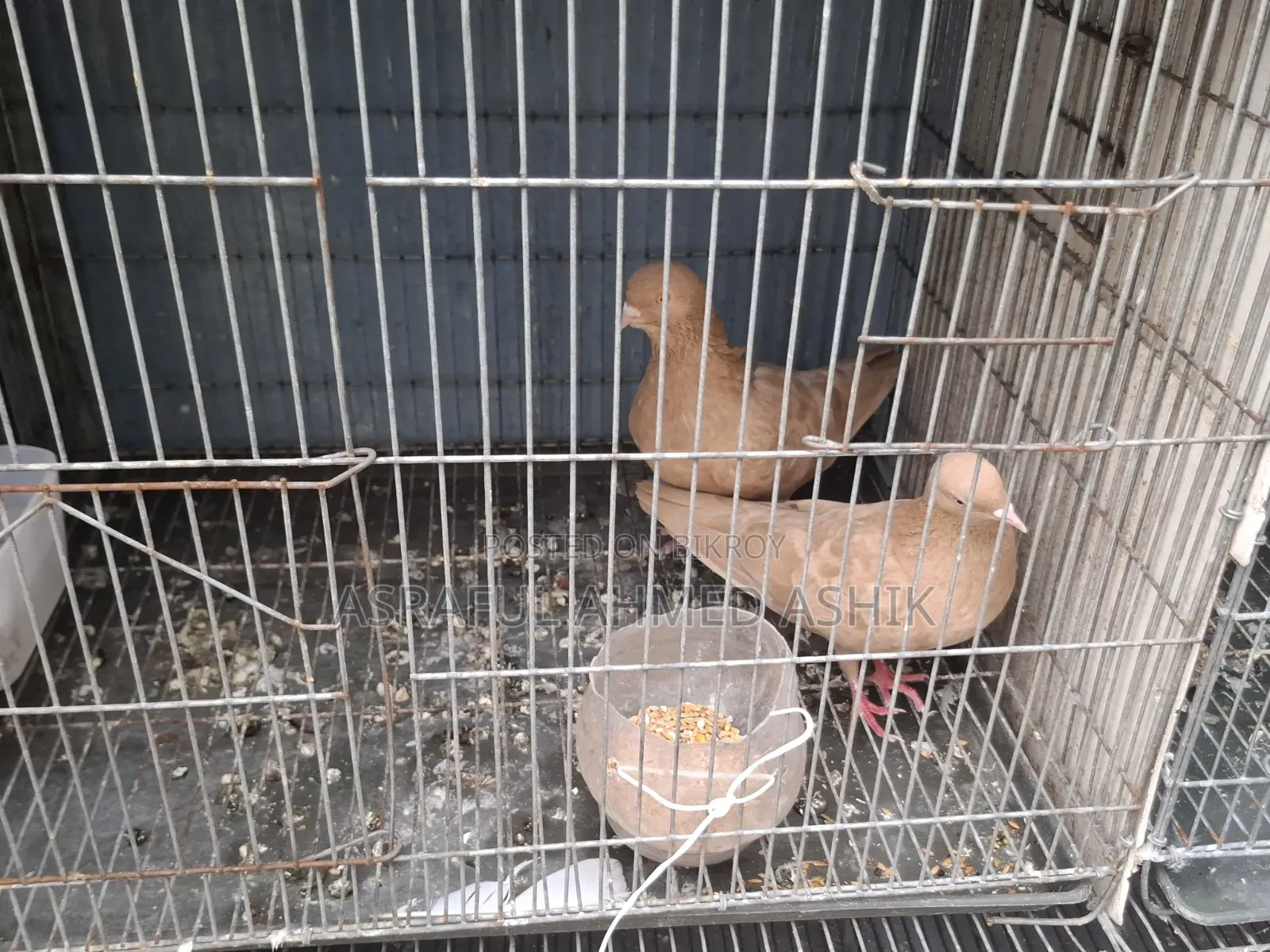 Pigeons for sale