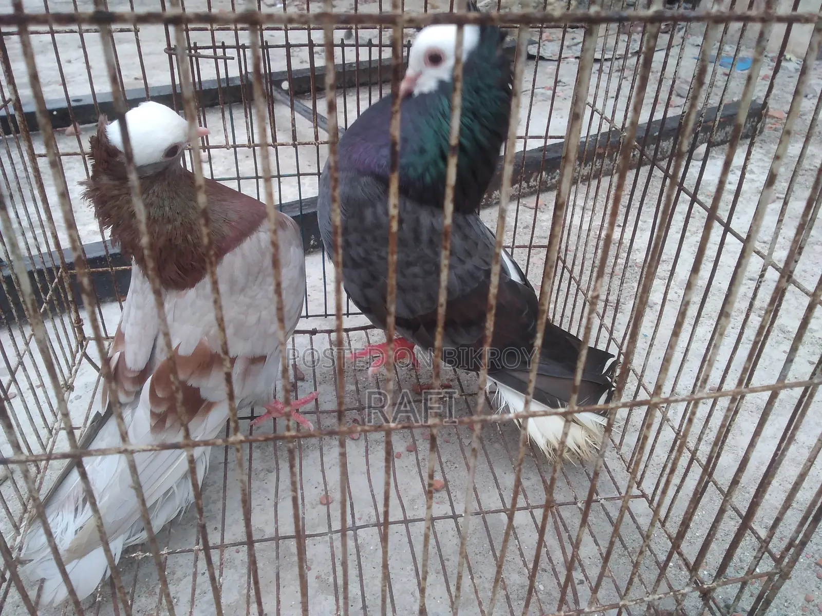 Mukhi Pigeon (Adult Pair)