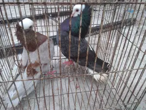 Mukhi Pigeon (Adult Pair)
