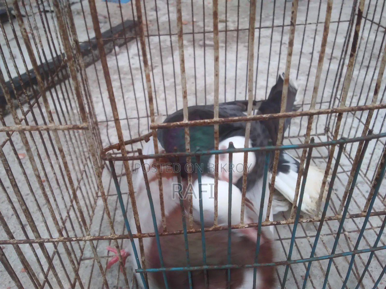 Mukhi Pigeon (Adult Pair)
