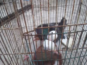 Mukhi Pigeon (Adult Pair)