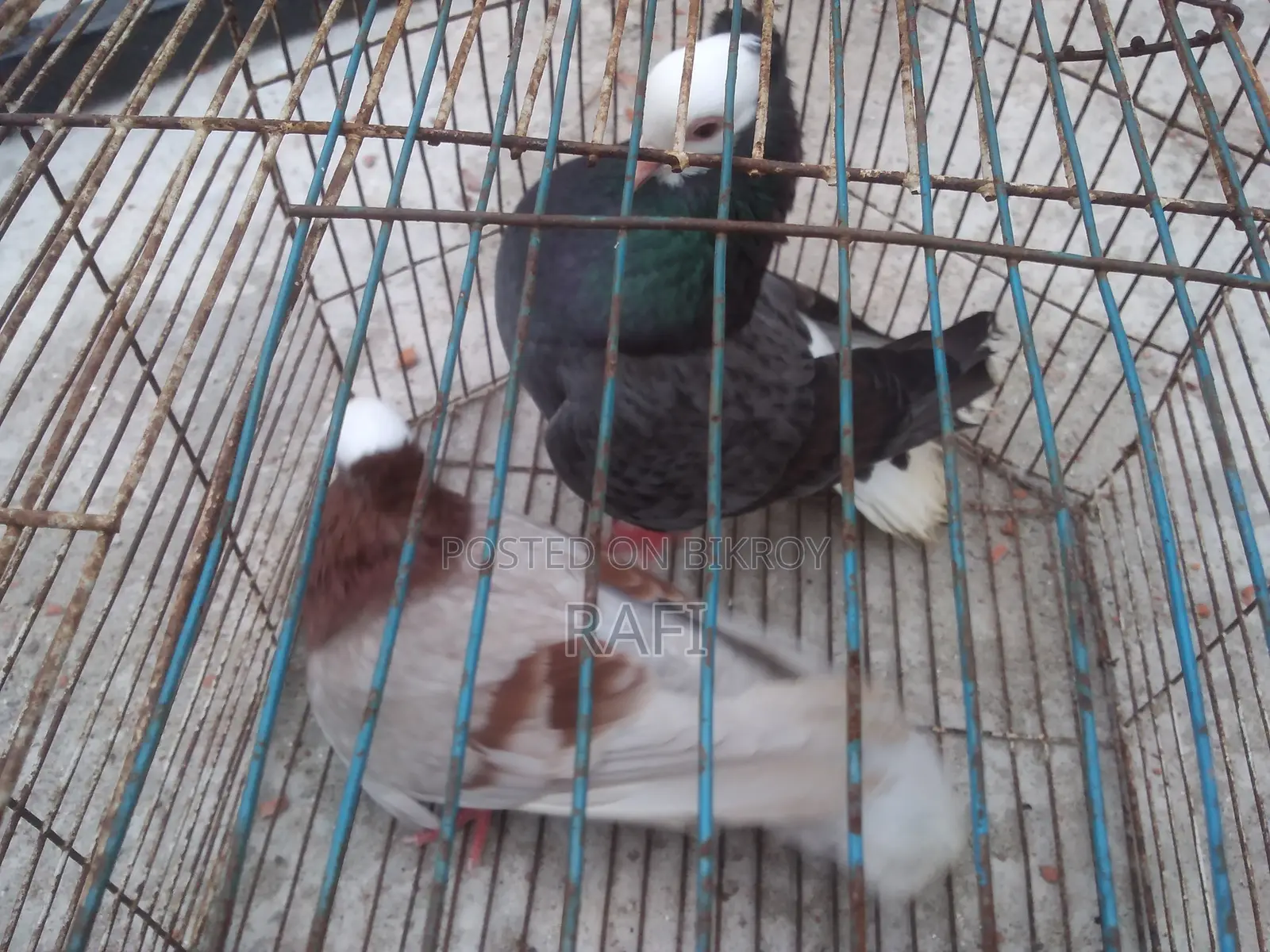 Mukhi Pigeon (Adult Pair)